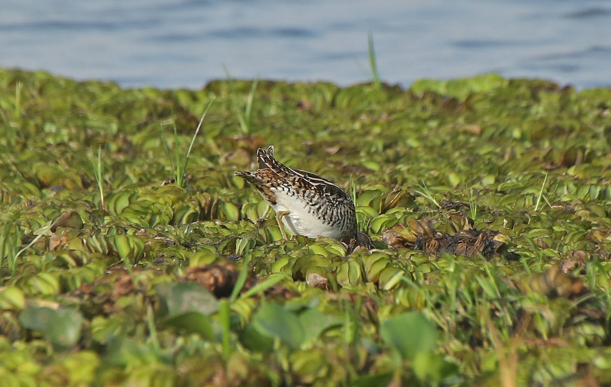 Common Snipe - Paul Chapman