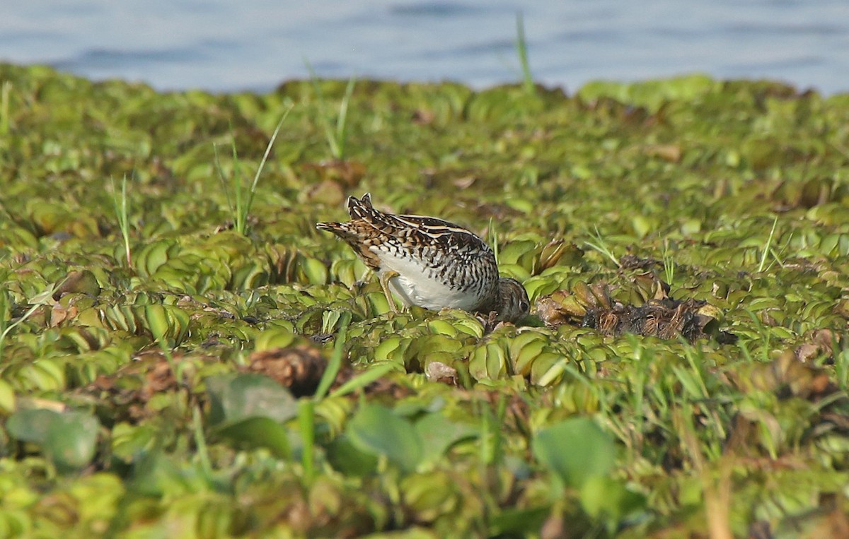 Common Snipe - ML146870891