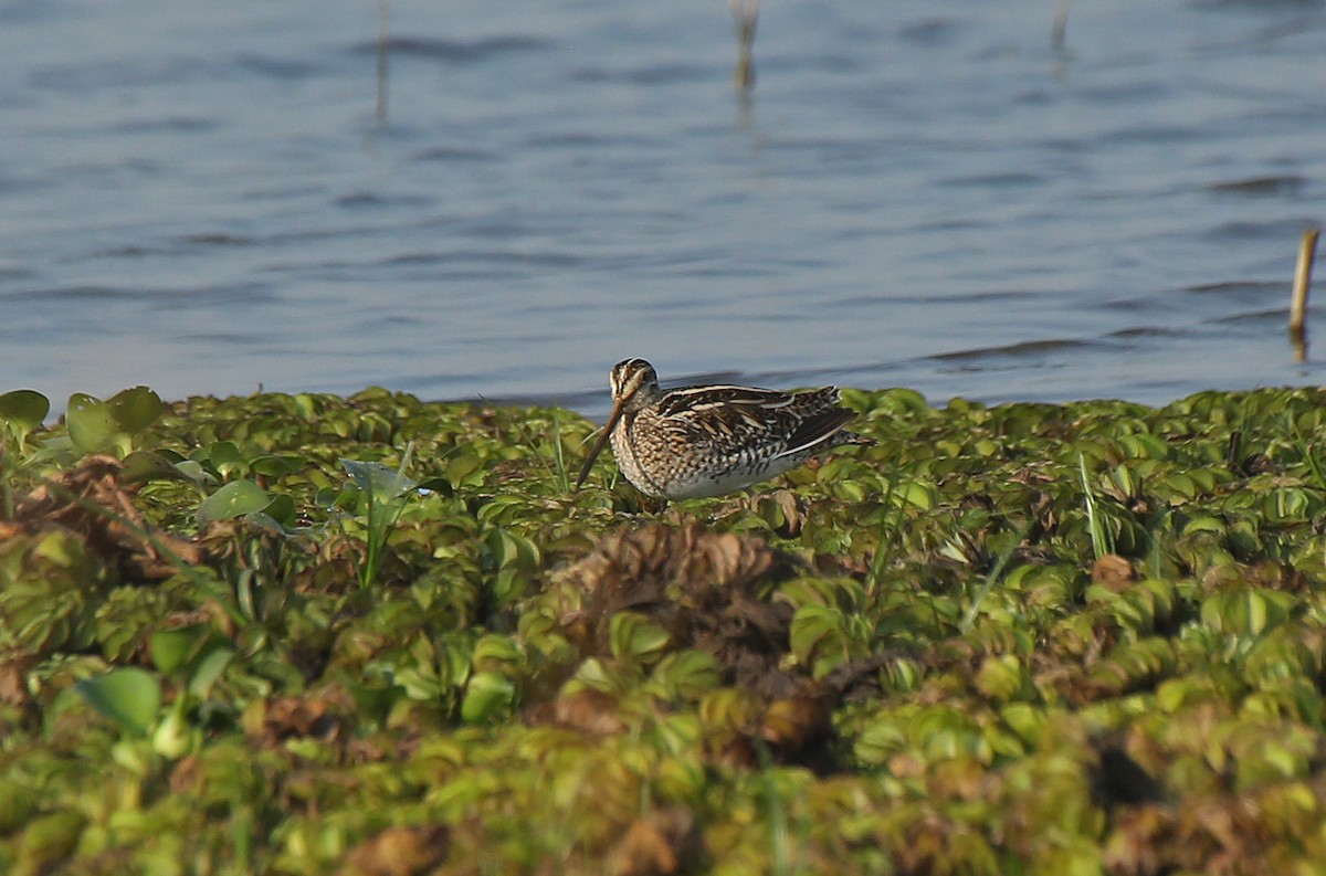 Common Snipe - ML146870941