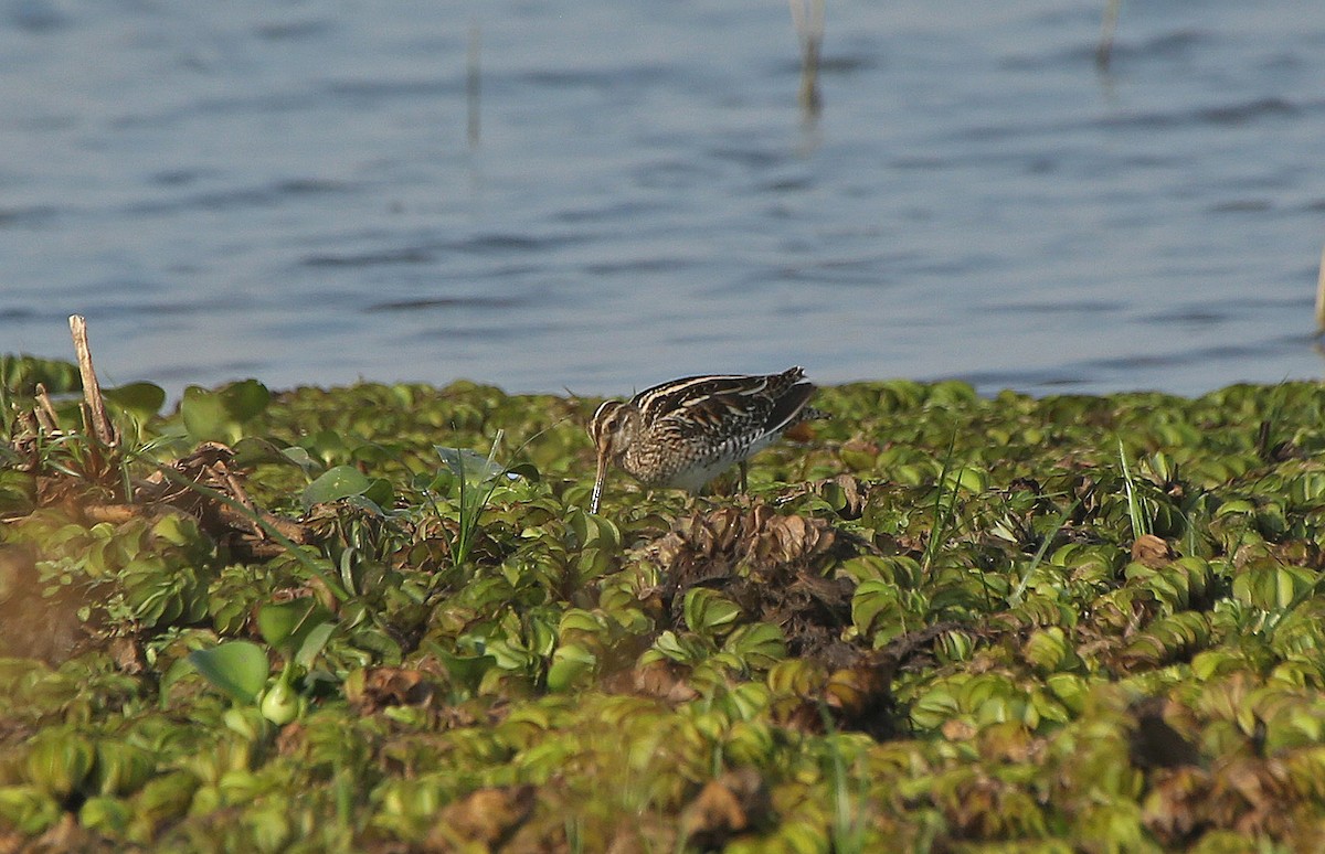 Common Snipe - ML146870991