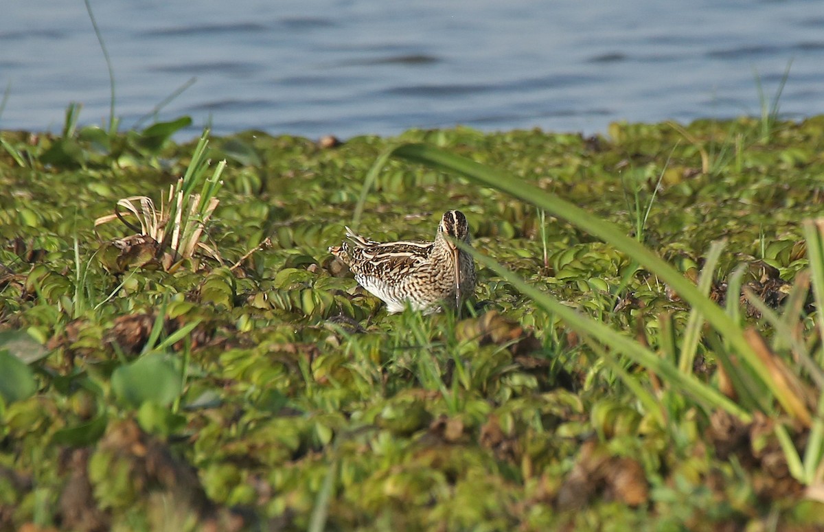 Common Snipe - Paul Chapman