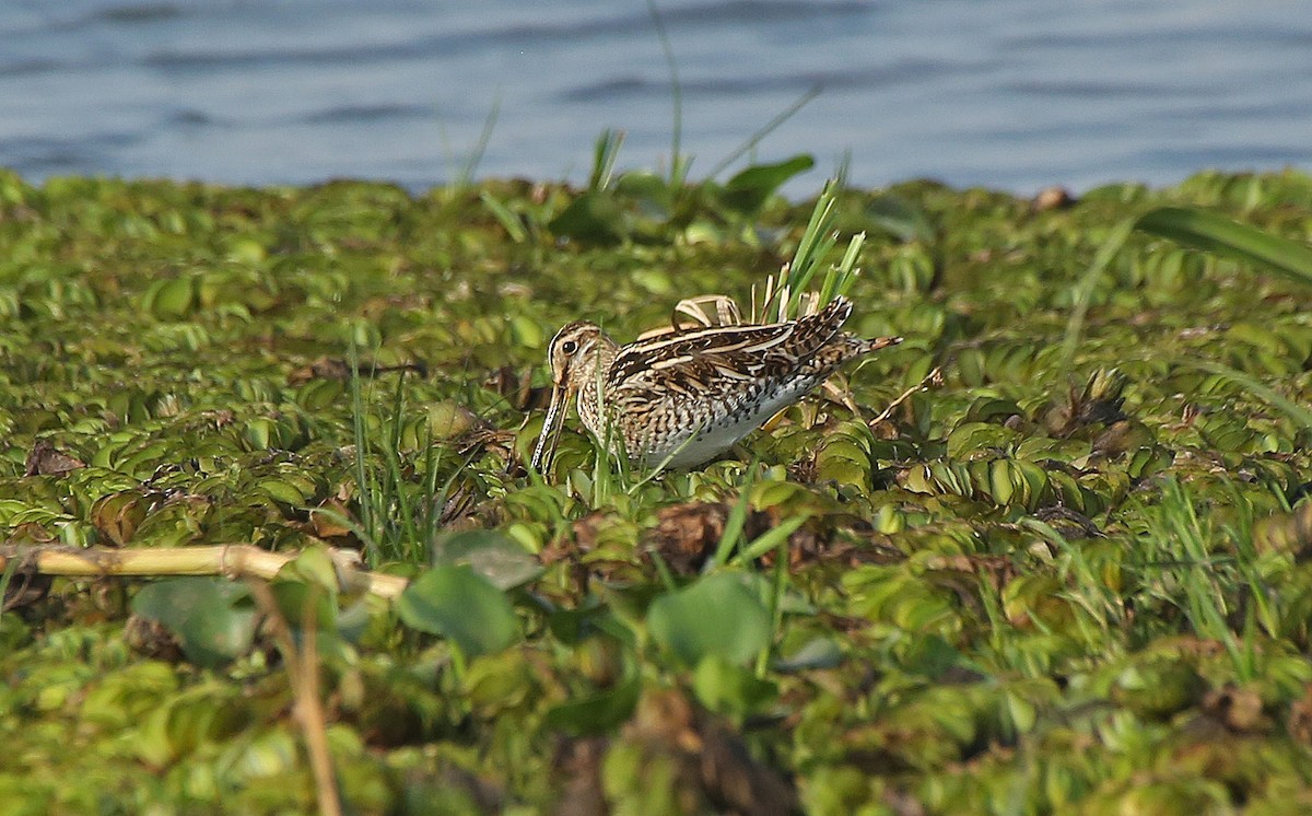 Common Snipe - ML146871111