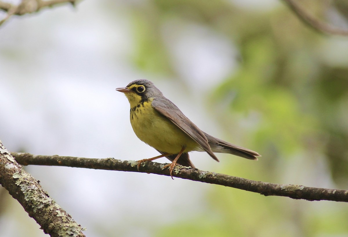 Canada Warbler - ML146871631