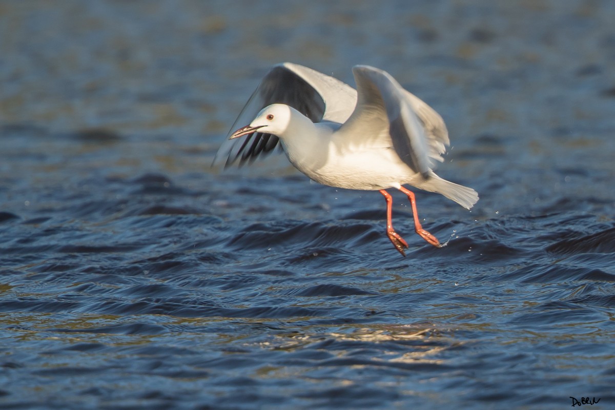 Slender-billed Gull - Dobrin Botev