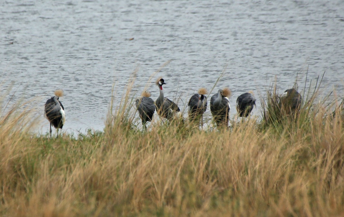 Grulla Coronada Cuelligrís - ML146871951