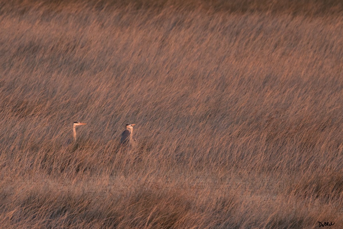 Gray Heron - Dobrin Botev