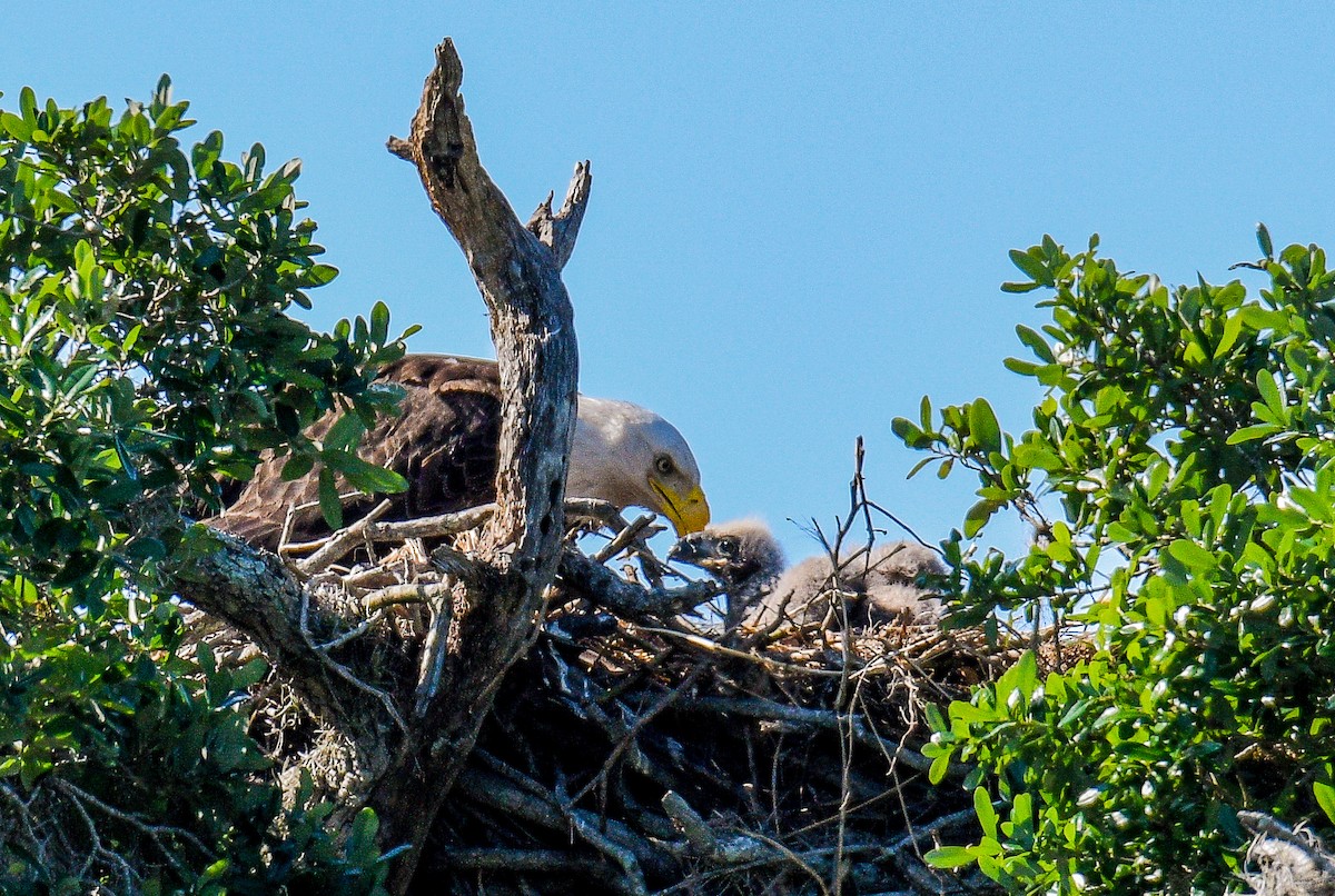 Bald Eagle - ML146872281