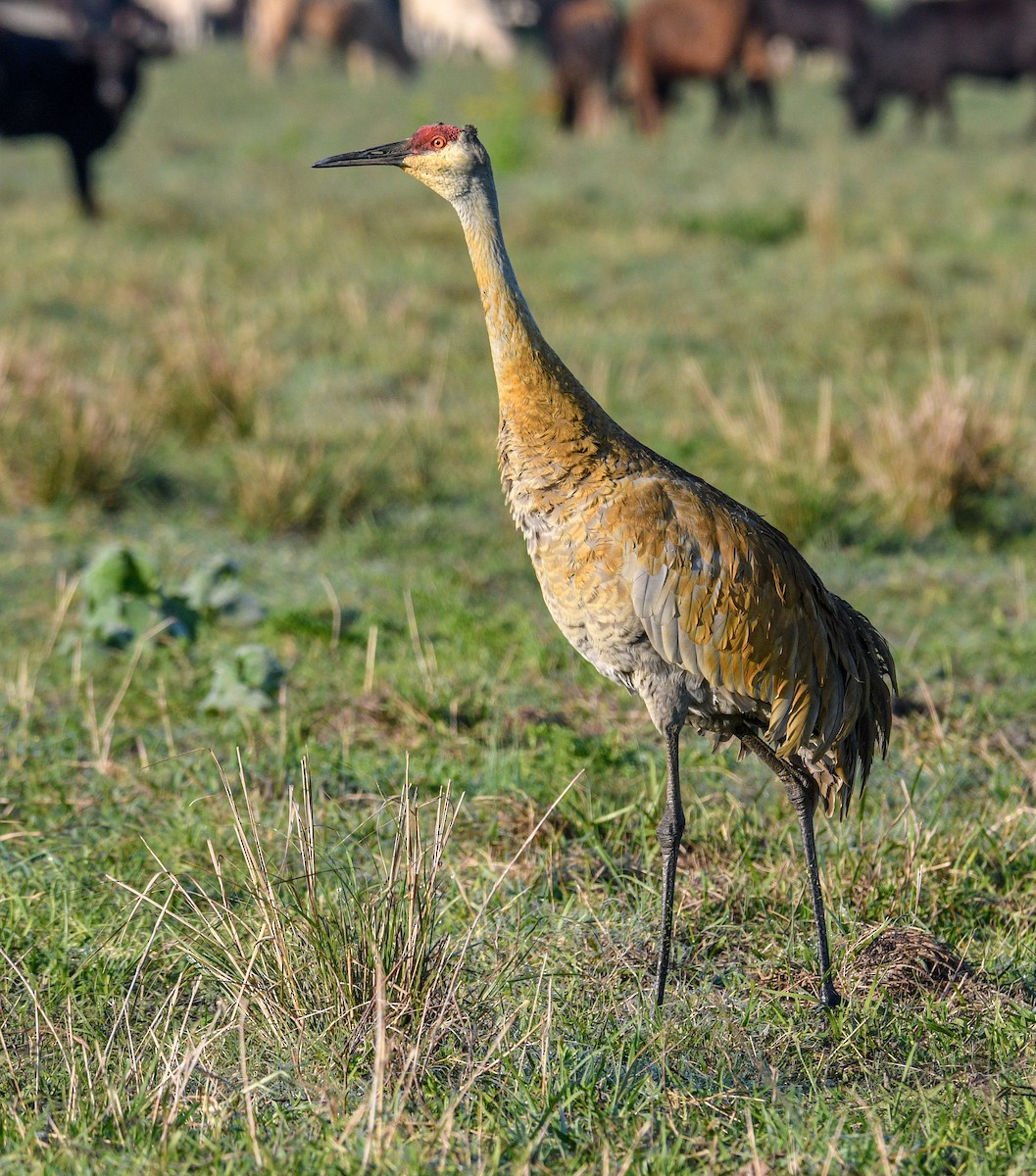 Grulla Canadiense - ML146873031