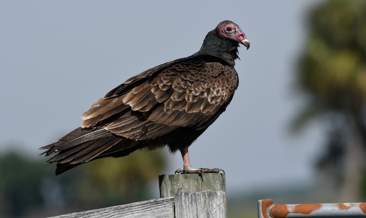 Turkey Vulture - ML146873371