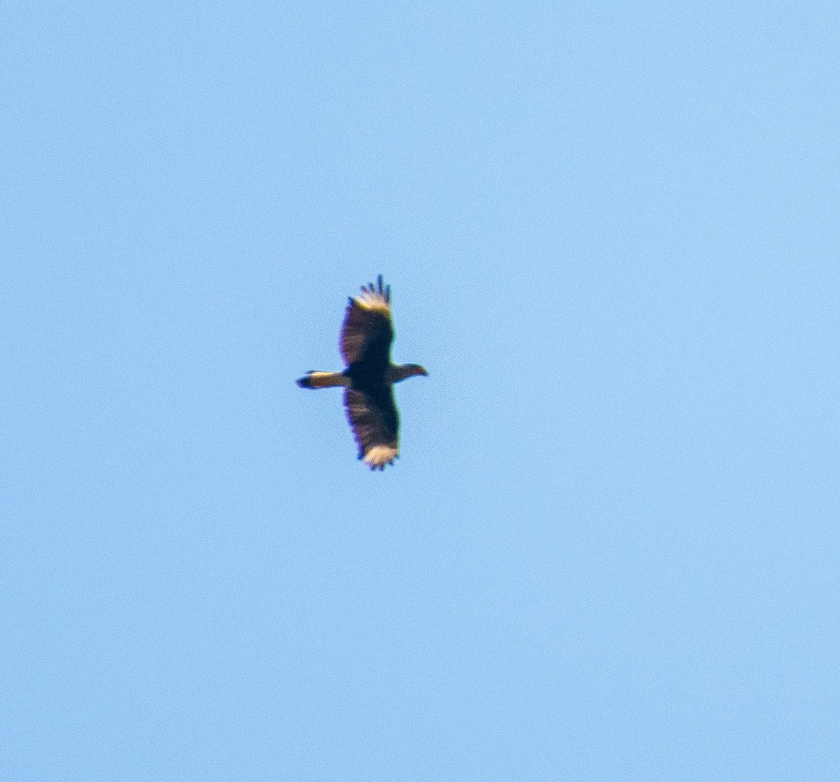 Caracara huppé (cheriway) - ML146873881