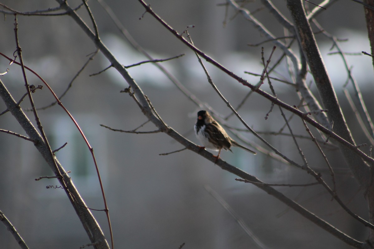 Harris's Sparrow - ML146874101