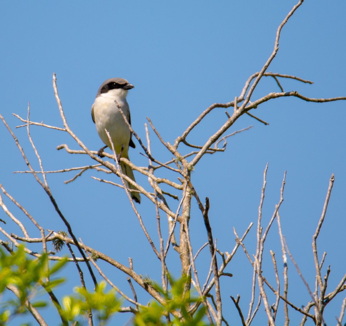 Loggerhead Shrike - ML146874461