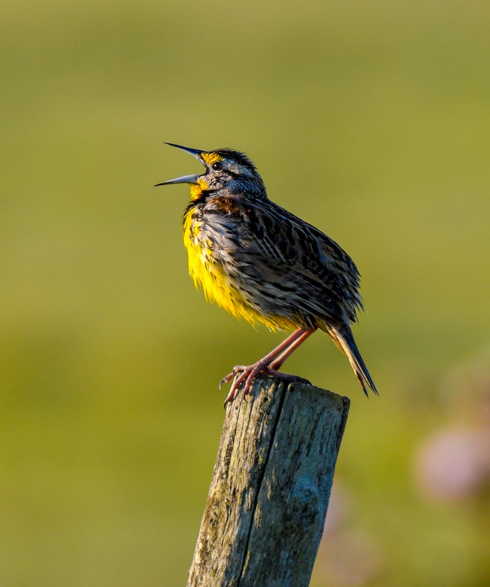 Eastern Meadowlark - ML146874981