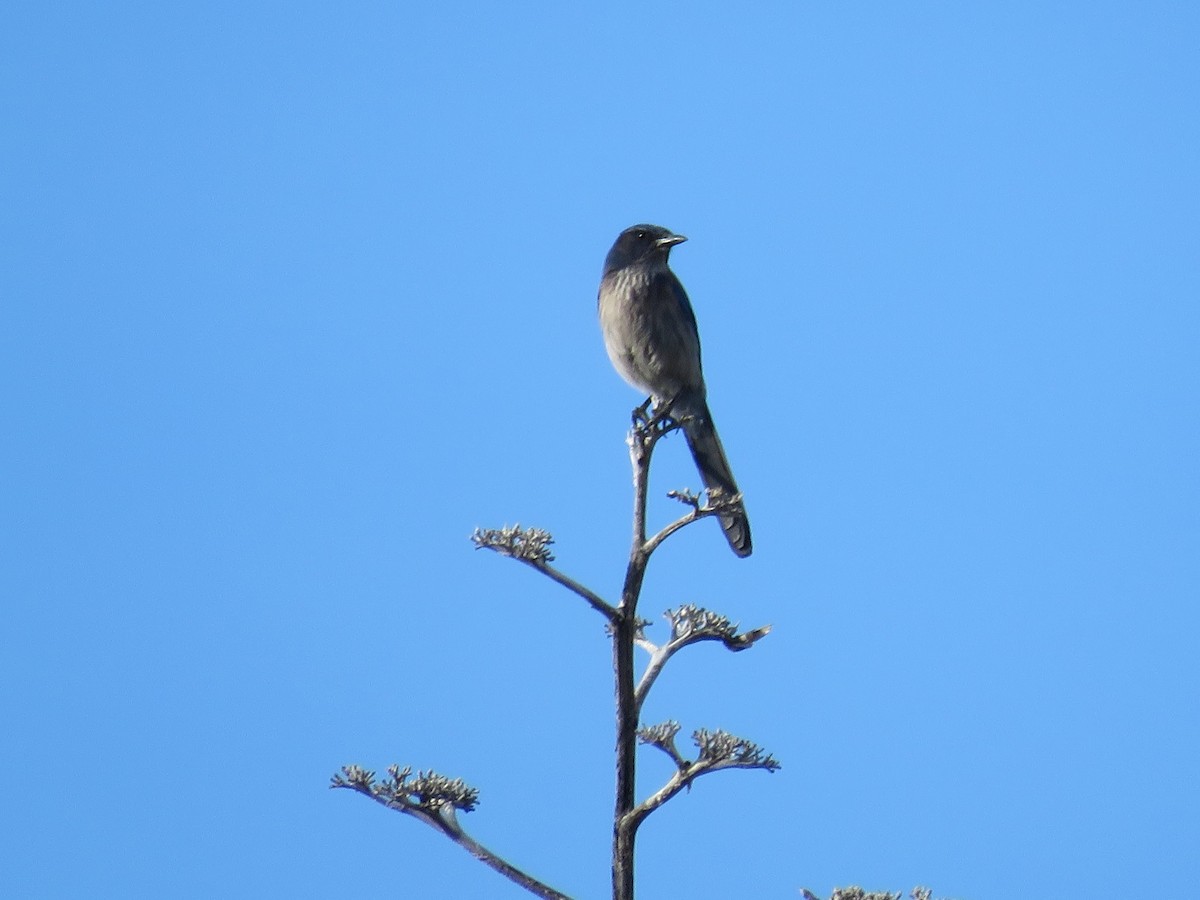 Woodhouse's Scrub-Jay - Anne (Webster) Leight