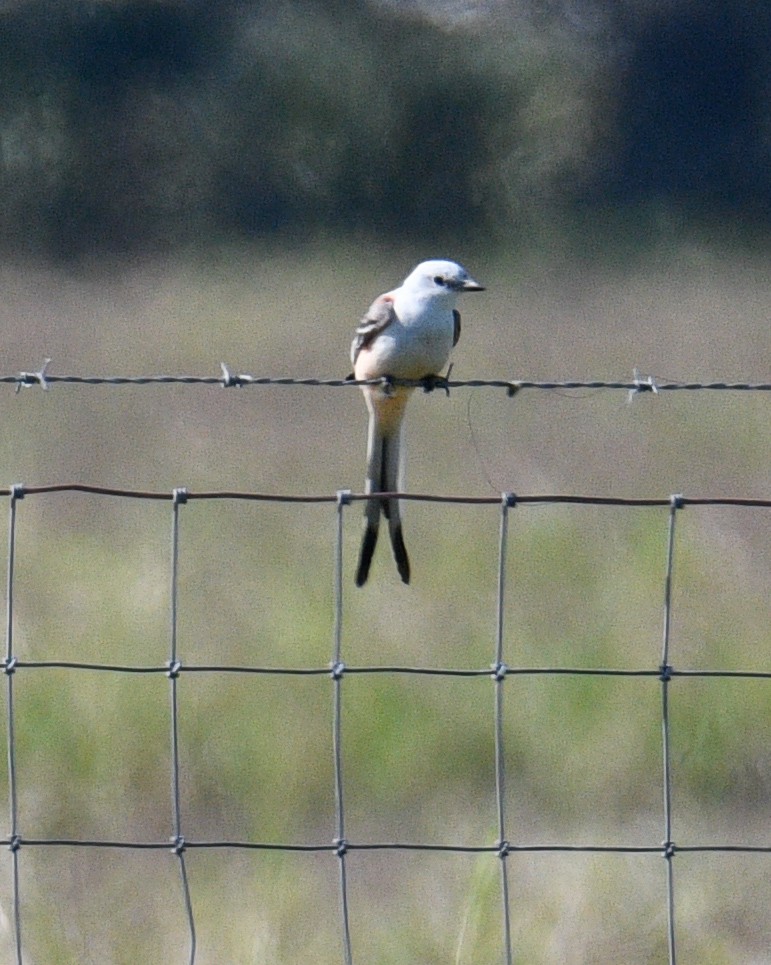 Scissor-tailed Flycatcher - ML146875411