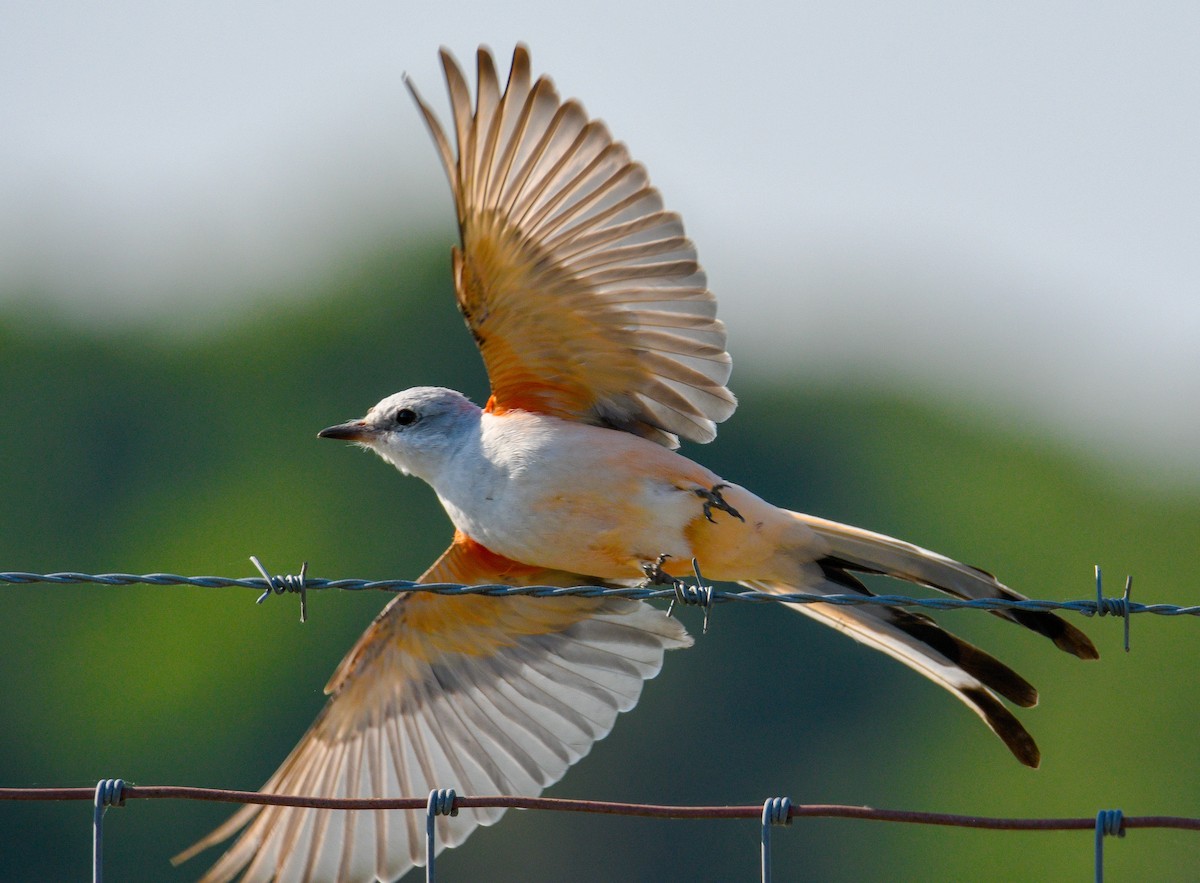 Scissor-tailed Flycatcher - ML146875581