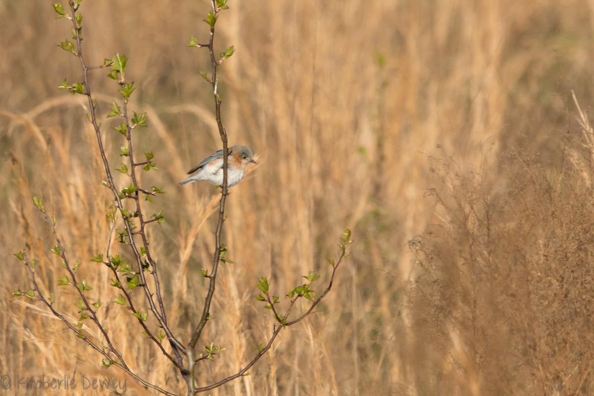 Eastern Bluebird - ML146875641