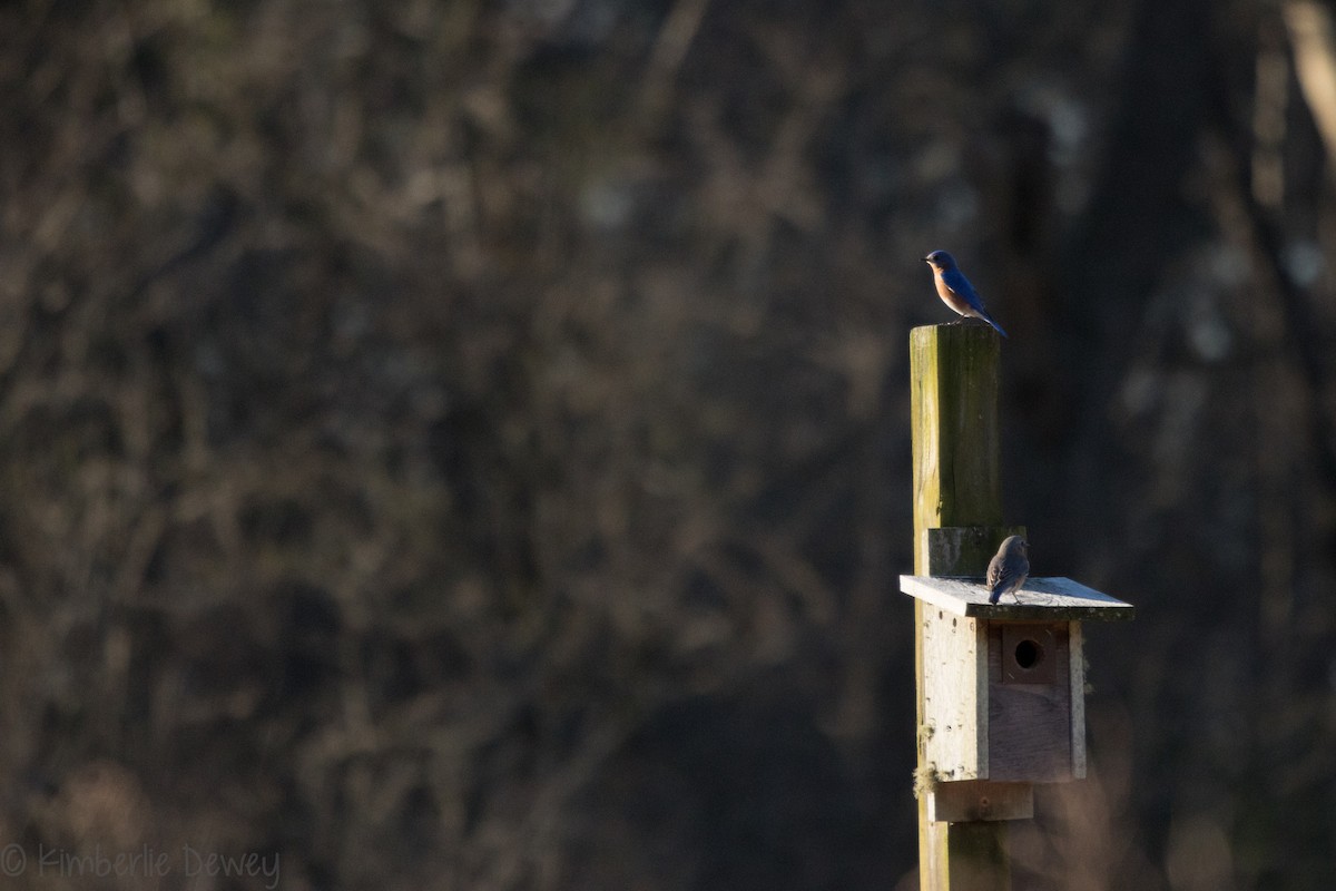 Eastern Bluebird - ML146875651