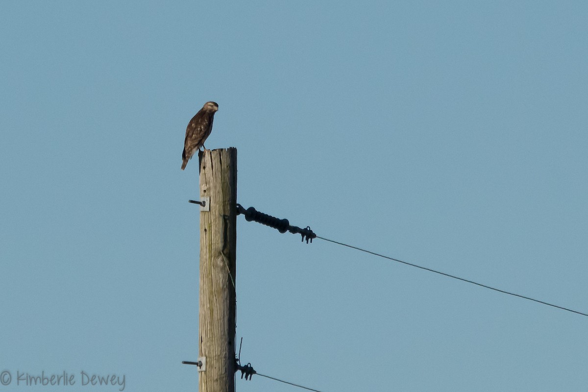 Red-shouldered Hawk - ML146876011