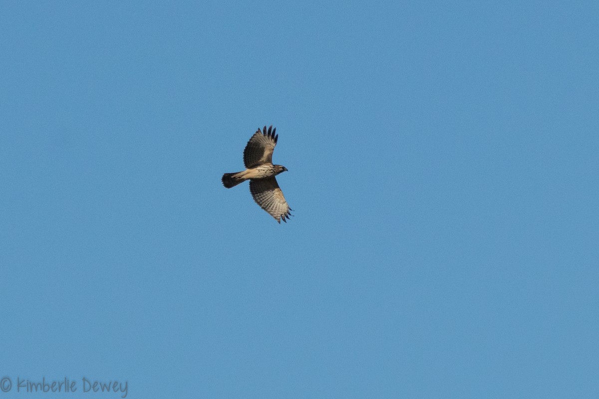 Red-shouldered Hawk - ML146876031