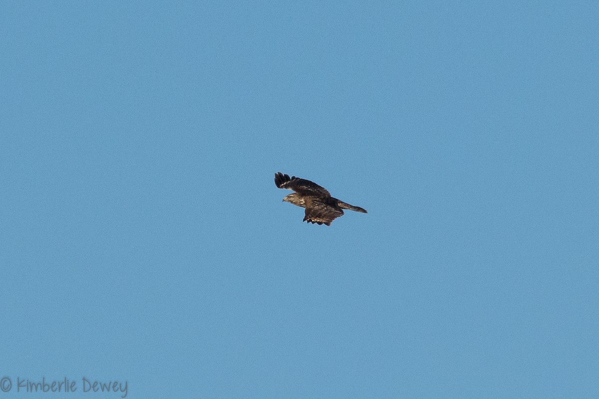 Red-shouldered Hawk - ML146876061