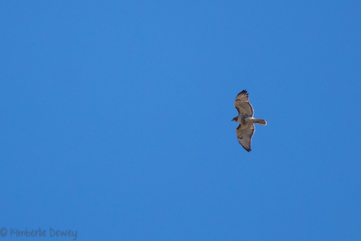 Red-tailed Hawk - ML146876091