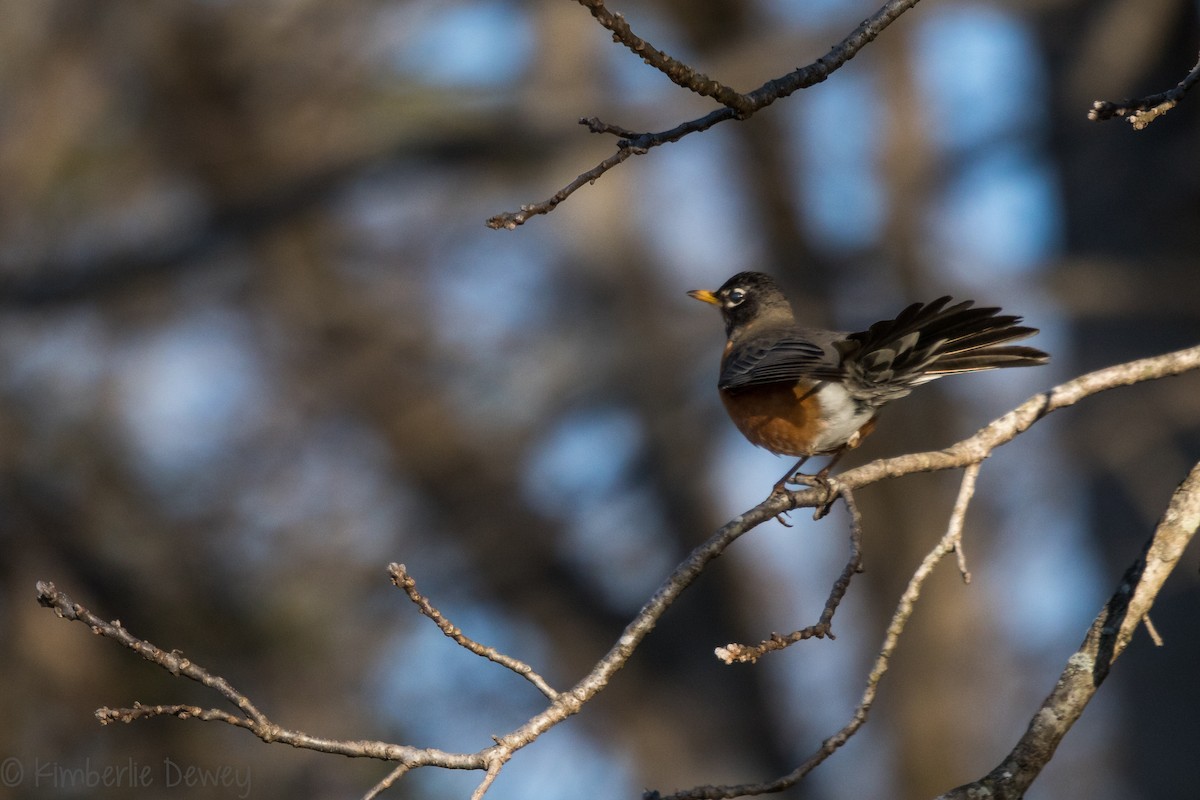 American Robin - ML146876211