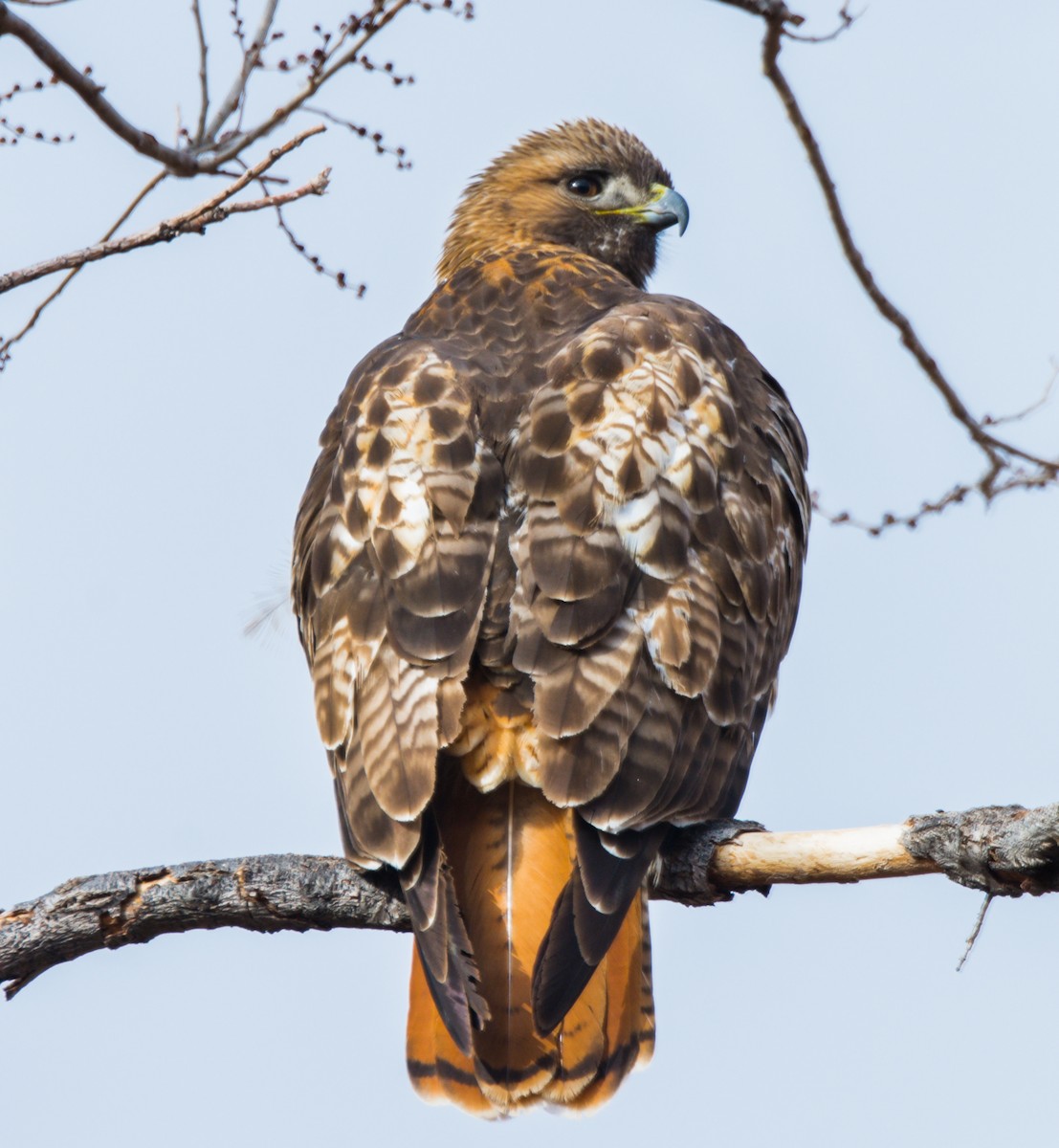 Red-tailed Hawk - Jim Merritt