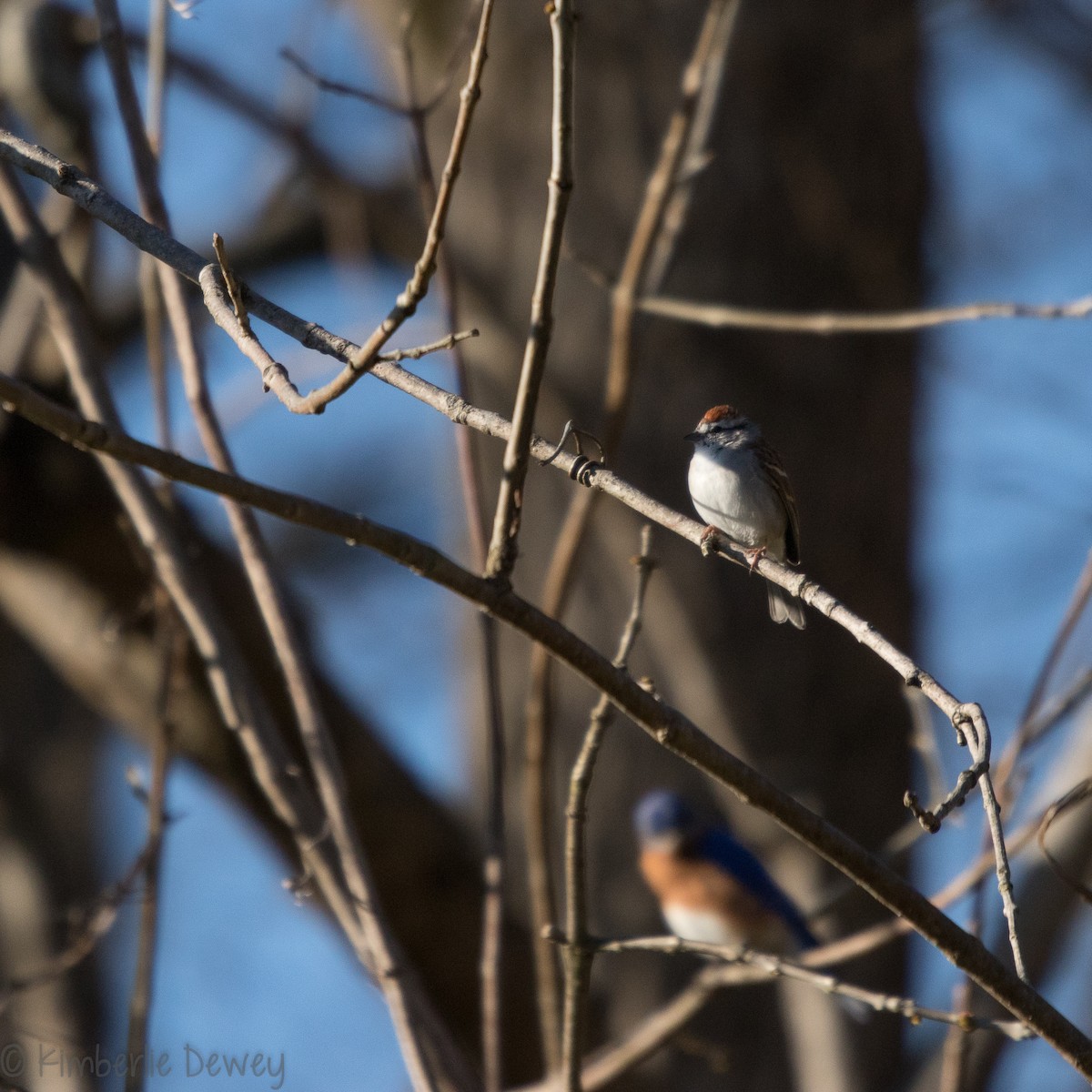 Chipping Sparrow - ML146876261