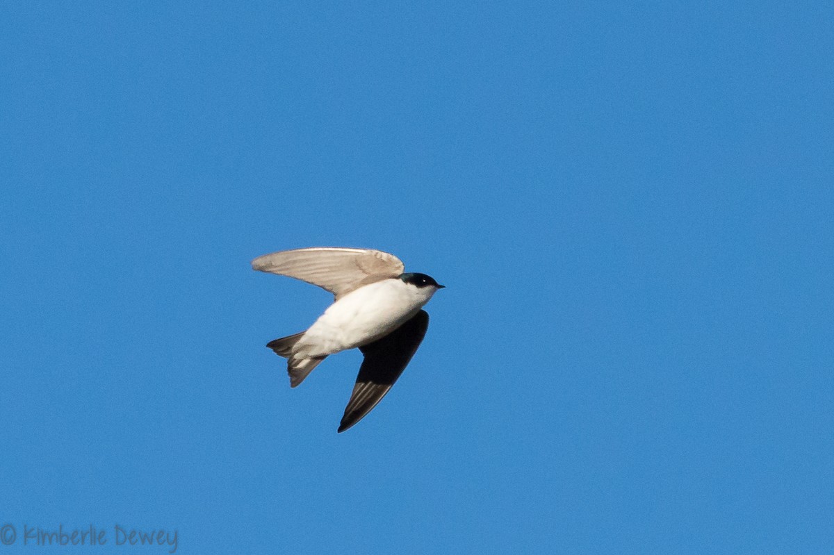 Tree Swallow - ML146876321