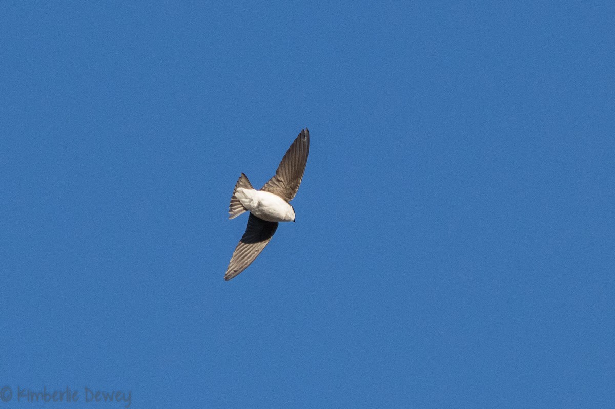 Tree Swallow - ML146876361