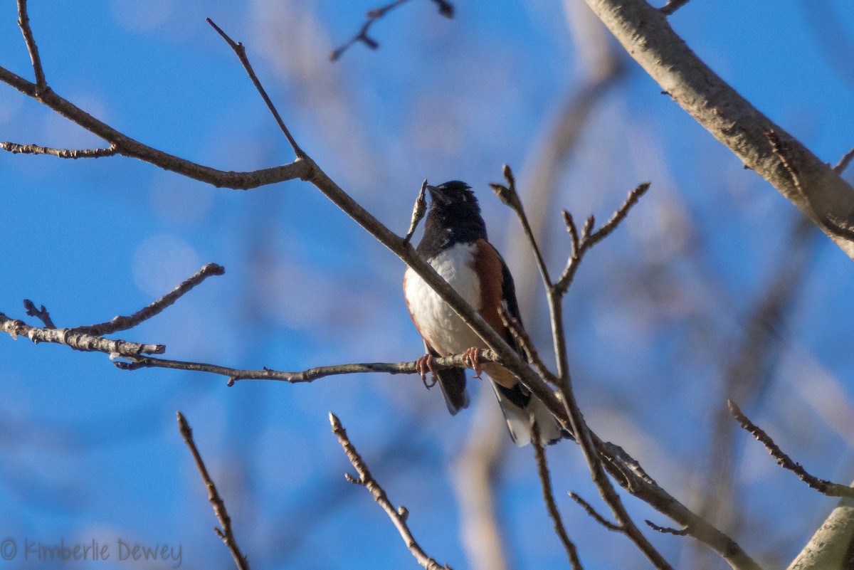 Eastern Towhee - ML146876411