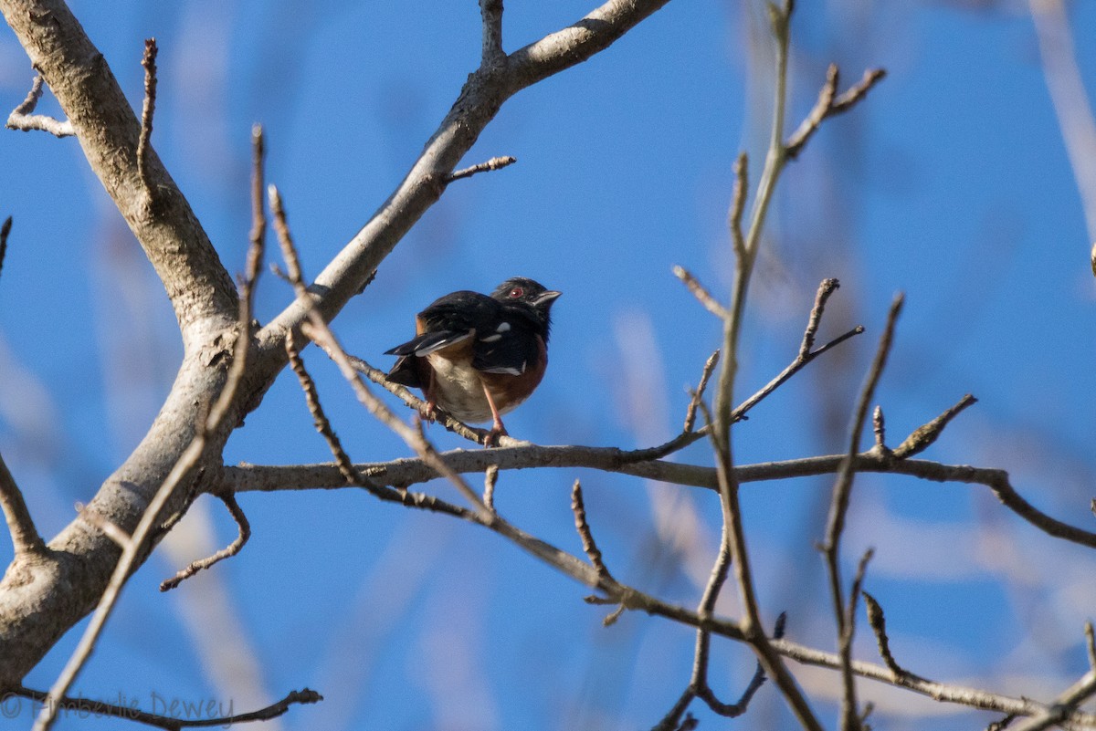 Eastern Towhee - ML146876421