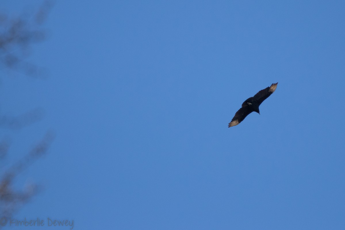 Black Vulture - ML146876441