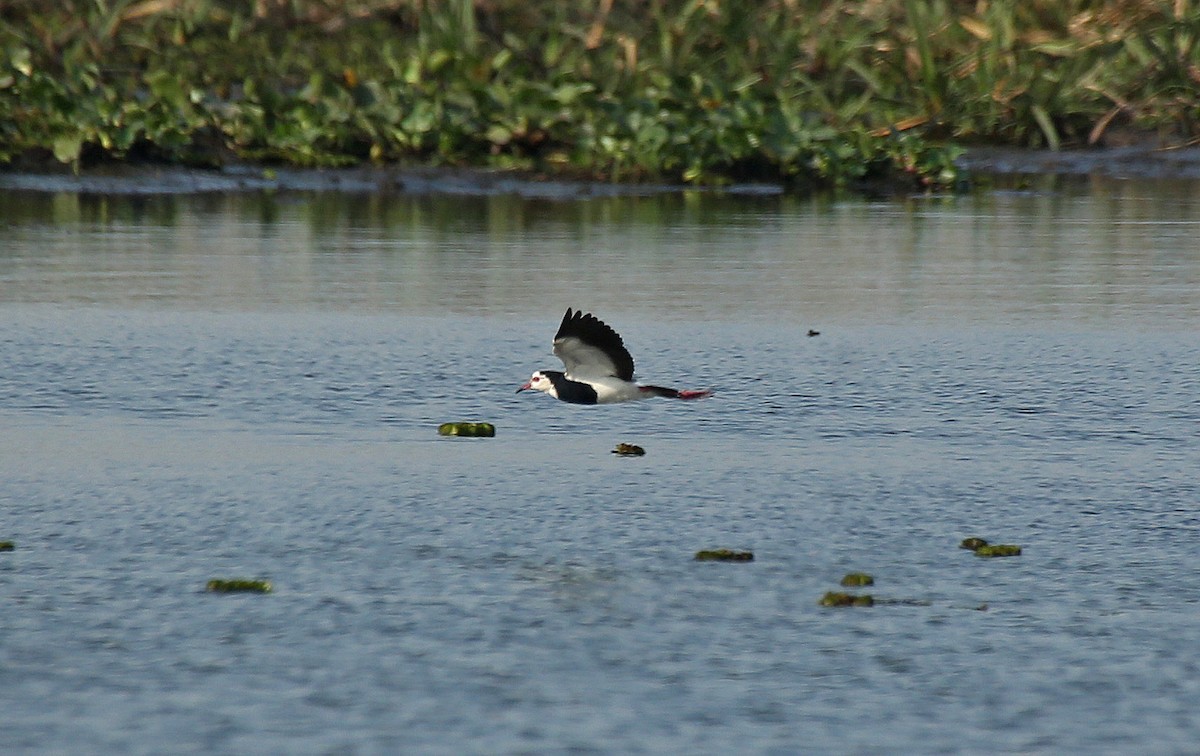 Long-toed Lapwing - ML146876551