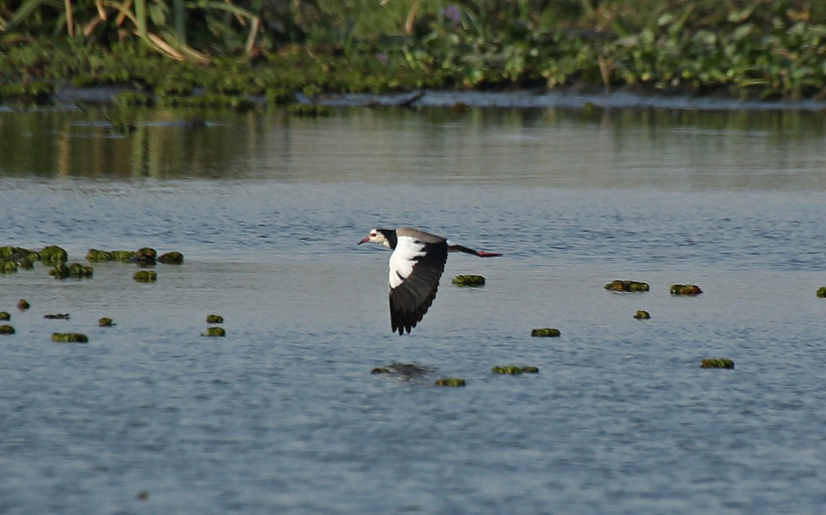 Vanneau à ailes blanches - ML146876571