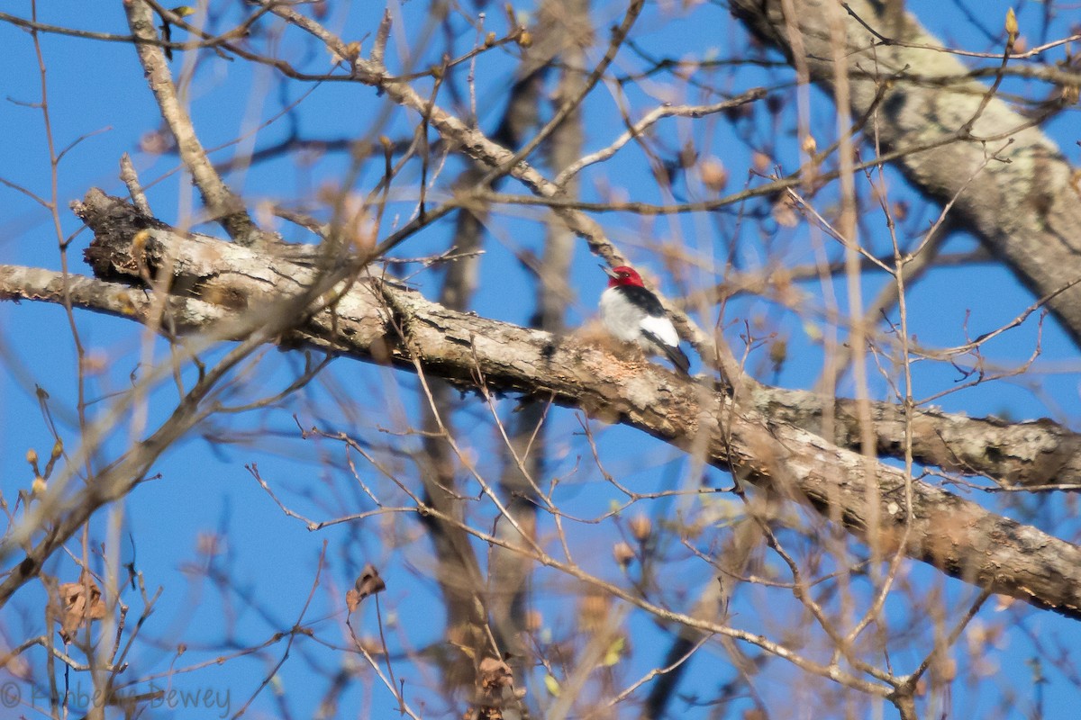 Red-headed Woodpecker - ML146876991