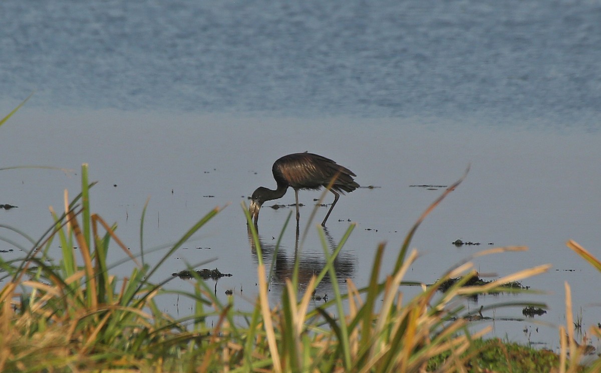 African Openbill - Paul Chapman