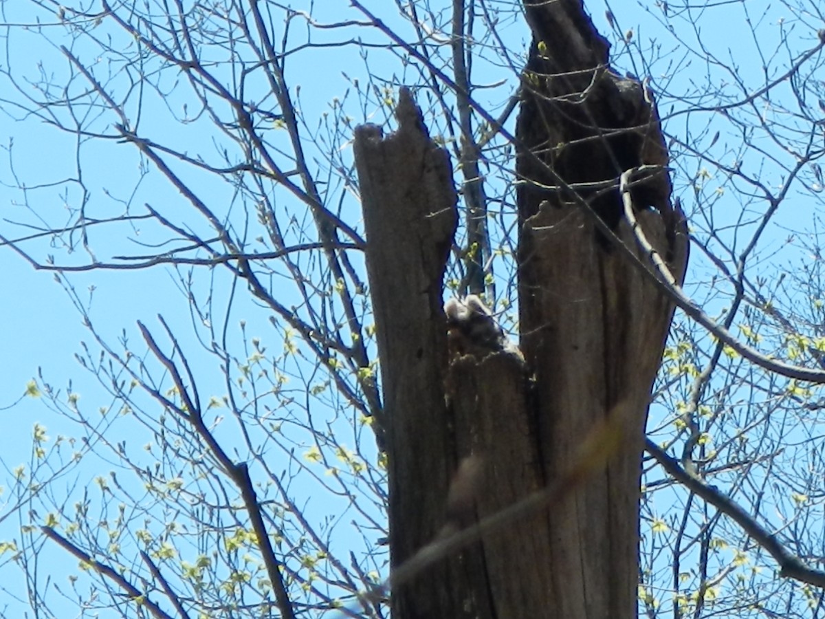 Great Horned Owl - ML146877921