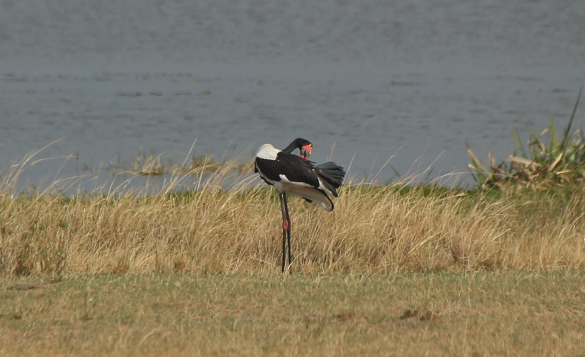 Saddle-billed Stork - ML146878711