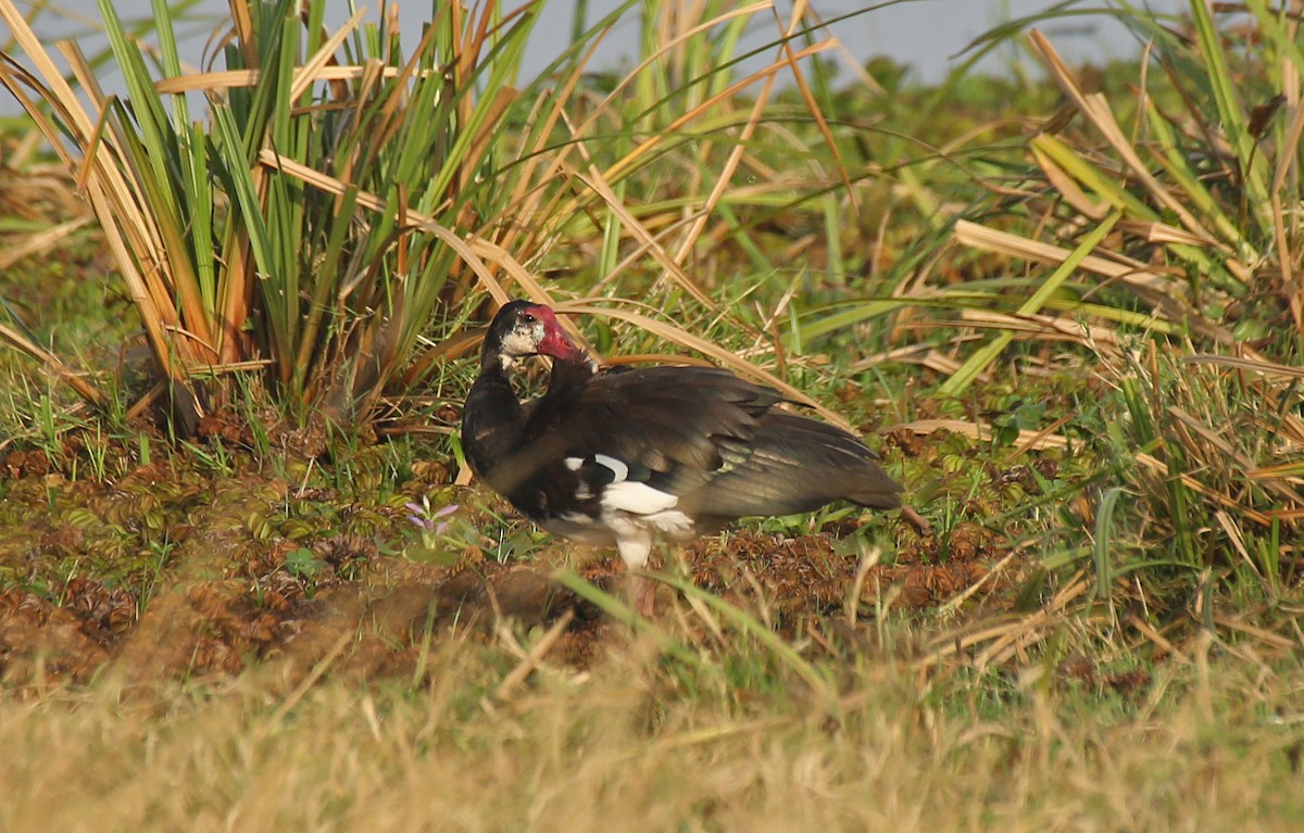 Spur-winged Goose - ML146879121