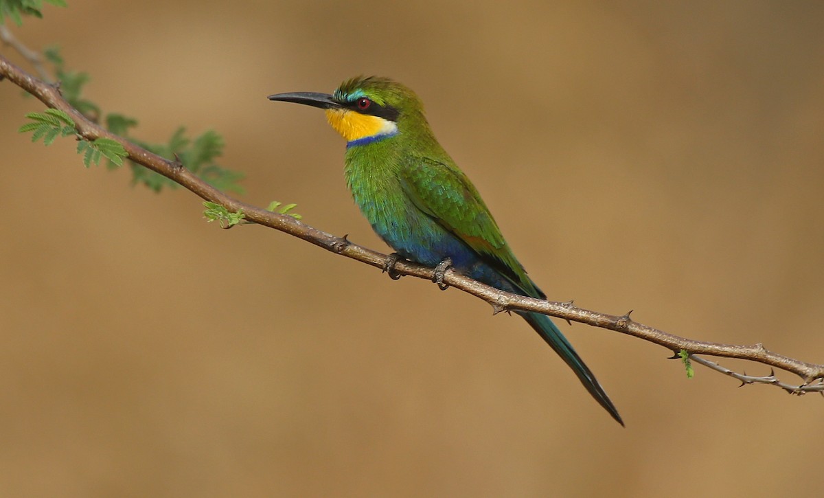 Swallow-tailed Bee-eater - ML146879551