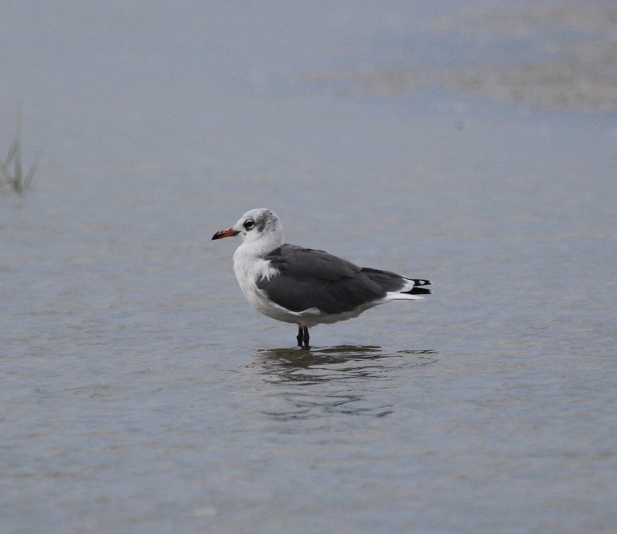 Laughing Gull - Jamie Adams