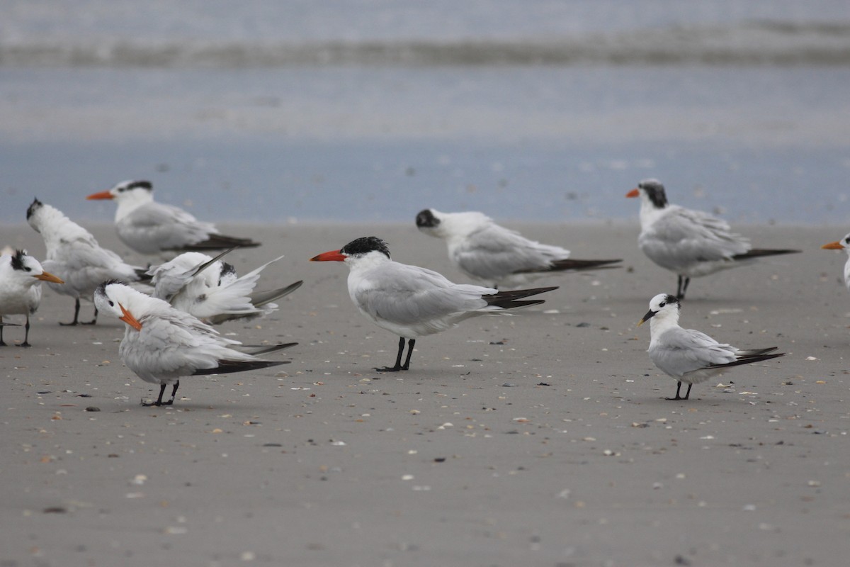 Caspian Tern - Jamie Adams