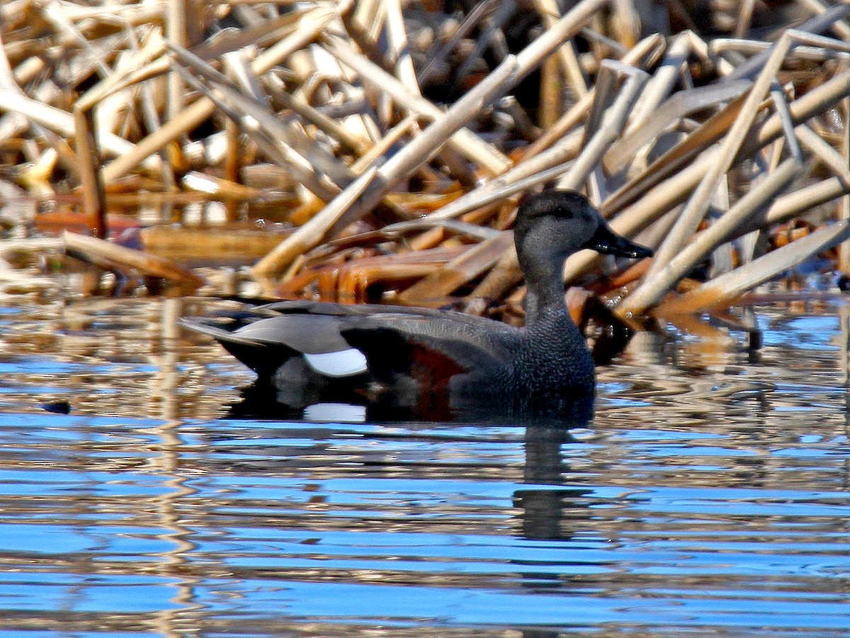 Gadwall - Ronald Harrower