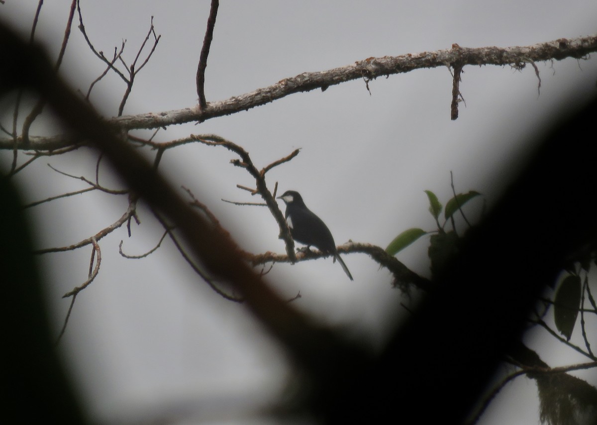 Black Solitaire - ML146881281