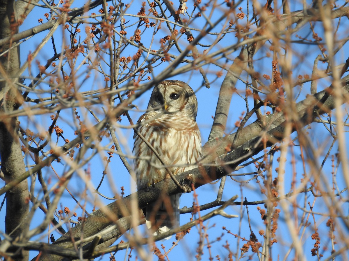 Barred Owl - ML146882651