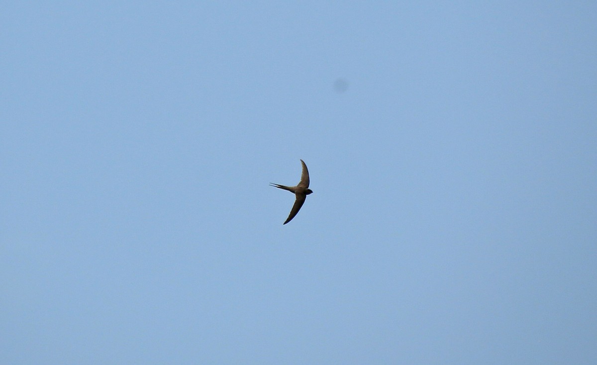 African Palm Swift - ML146882671