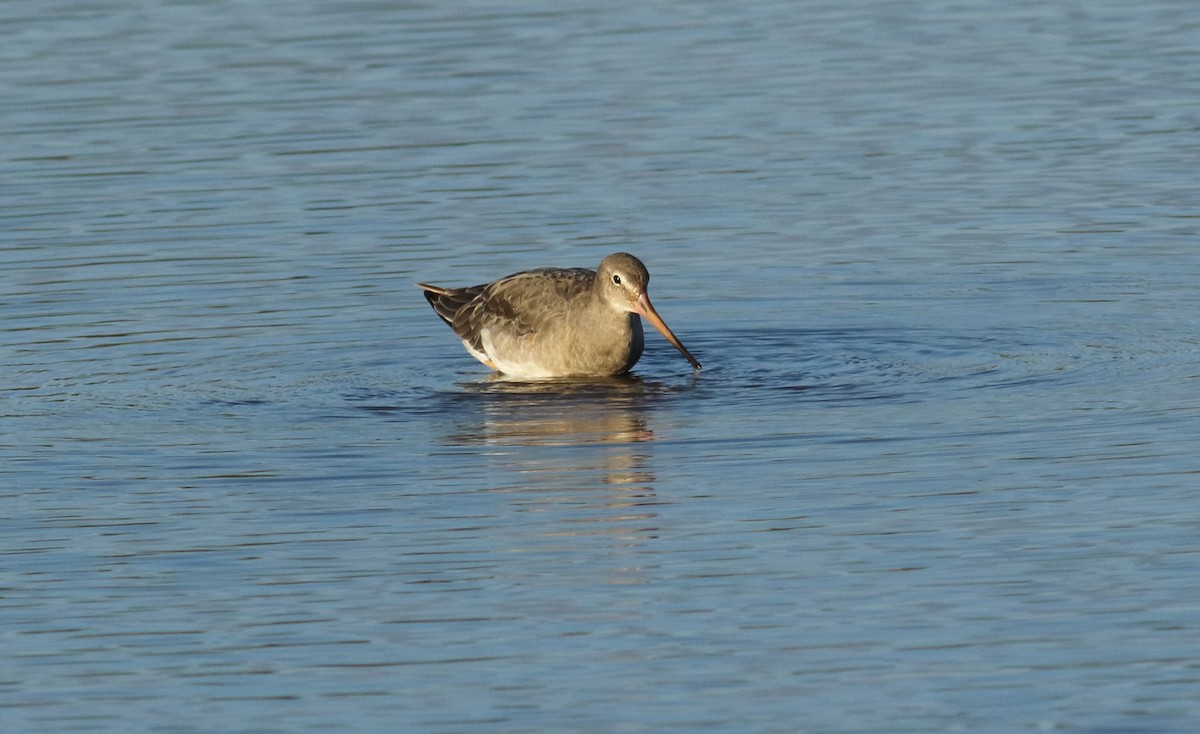 Black-tailed Godwit - Andrew Steele