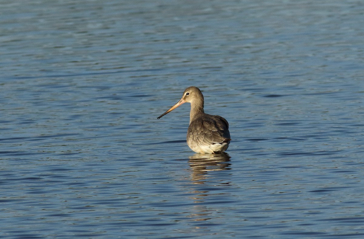 Black-tailed Godwit - ML146883001